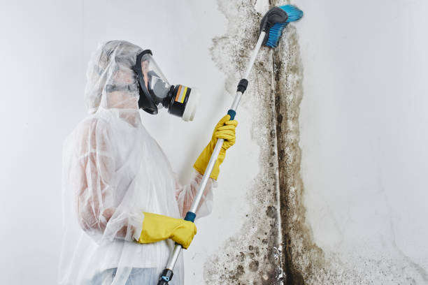 Best Industrial Mold Remediation in Quinnesec, MI