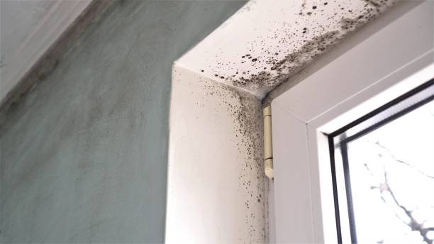 Best Black Mold Remediation in Quinnesec, MI
