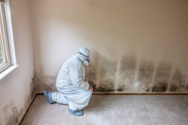 Best Mold Testing and Inspection Services in Quinnesec, MI