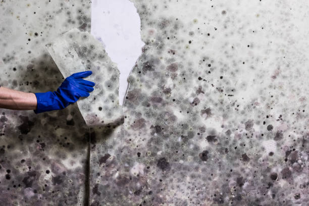 Best Attic Mold Remediation in Quinnesec, MI