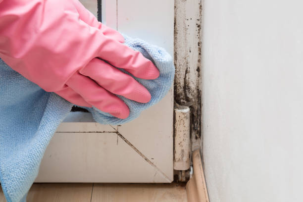 Best Basement Mold Remediation in Quinnesec, MI