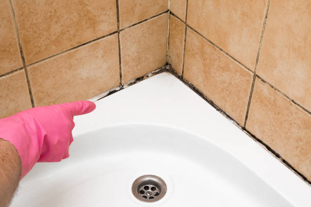 Best HVAC Mold Remediation in Quinnesec, MI